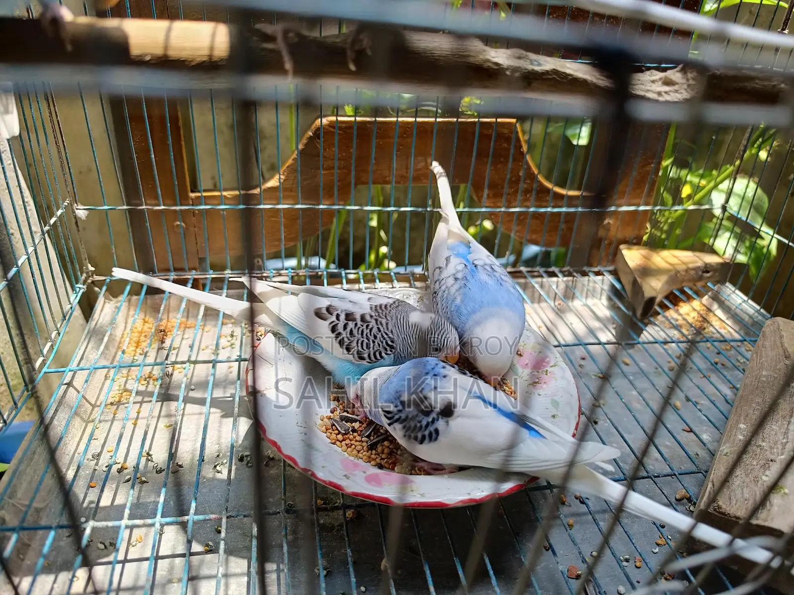 Budgie Bird