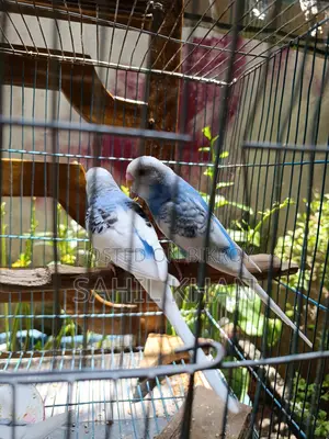 Budgie Bird