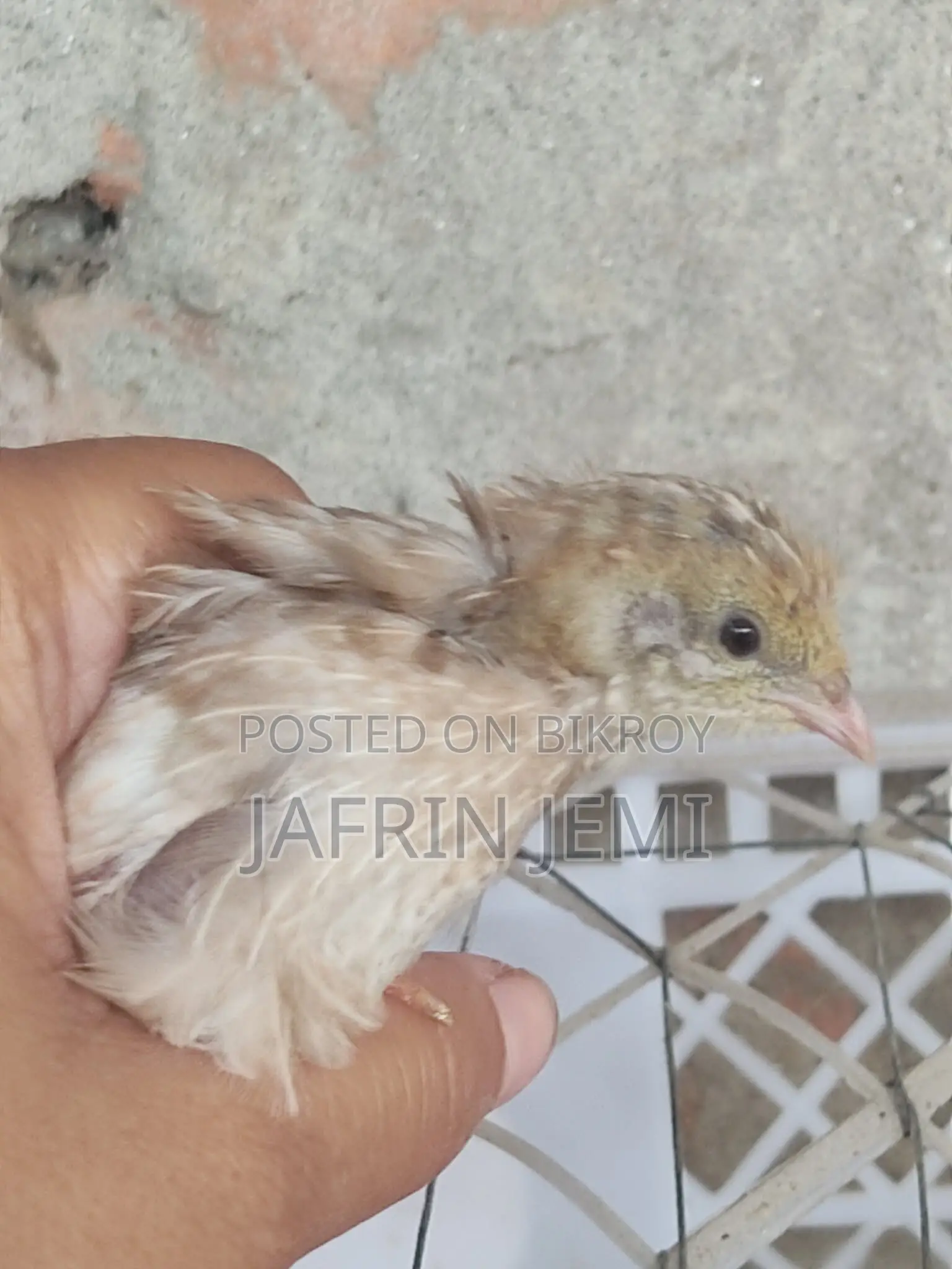 King Quail Bird