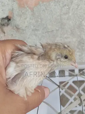 King Quail Bird