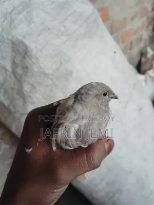 King Quail Bird