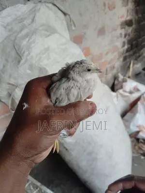 King Quail Bird