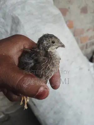 King Quail Bird