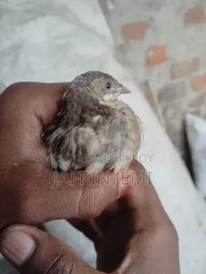King Quail Bird