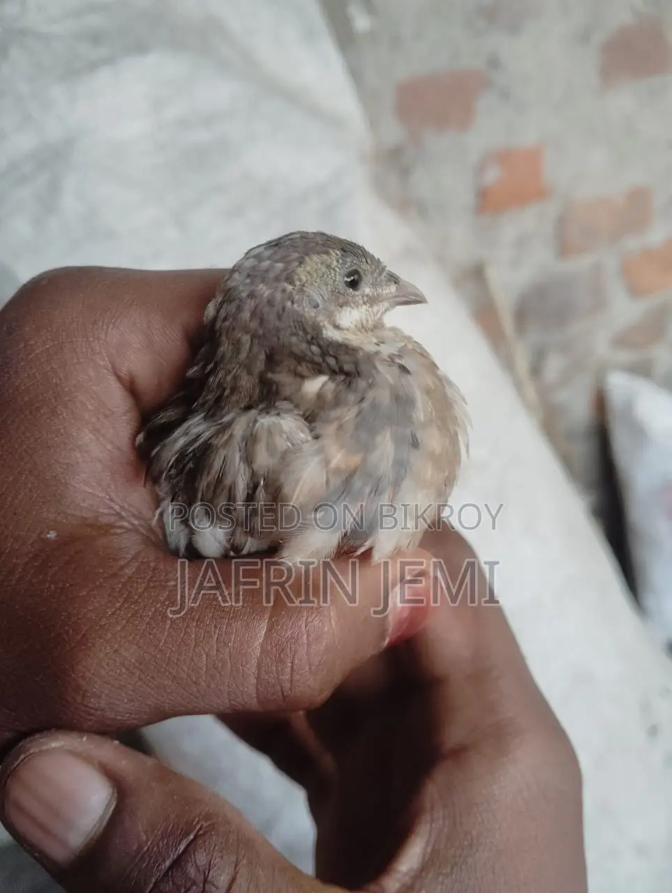 King Quail Bird