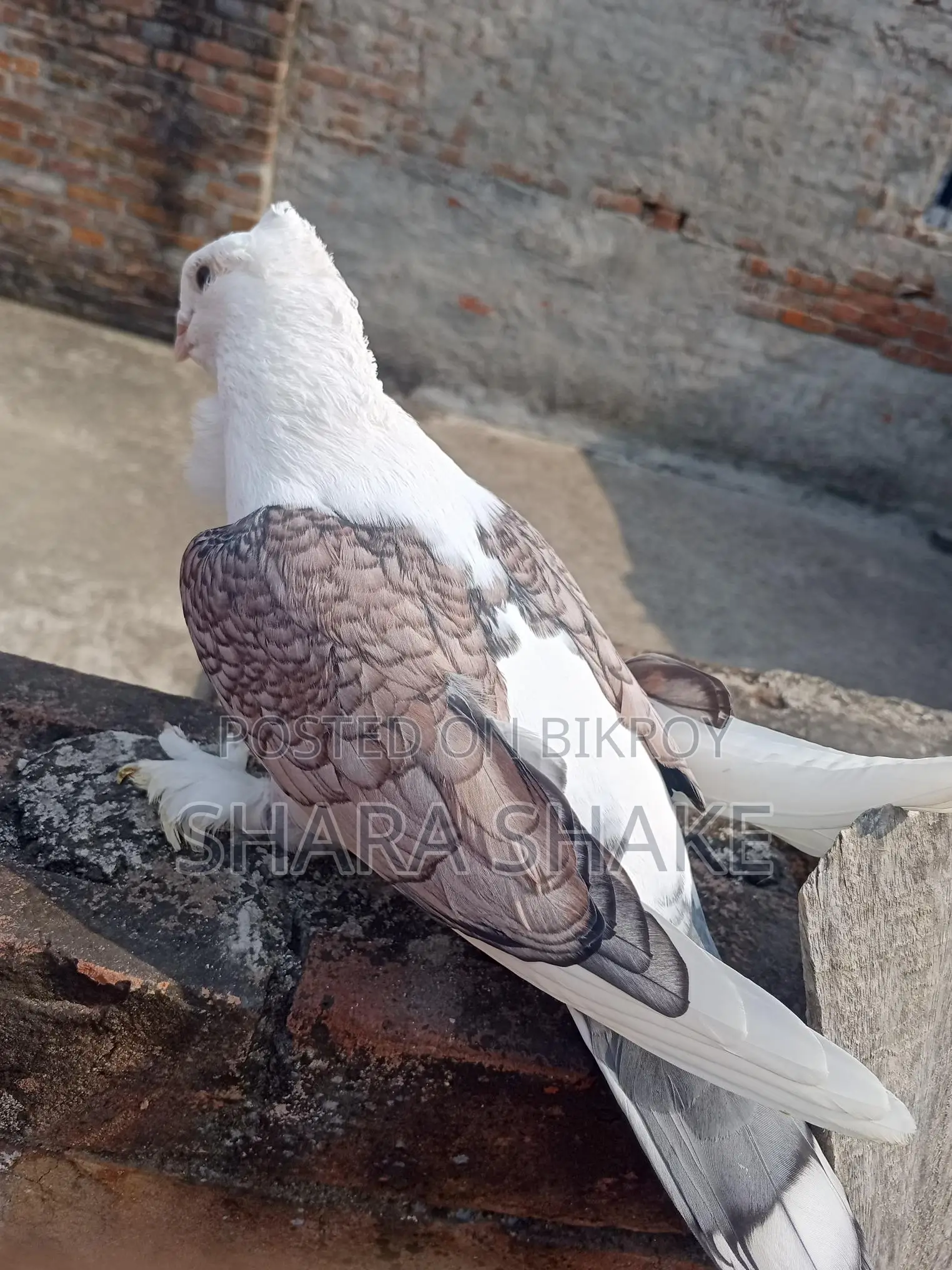 Foreign Breed Pigeons