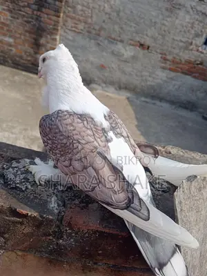 Foreign Breed Pigeons