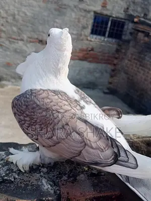 Foreign Breed Pigeons