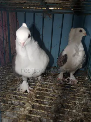 Foreign Breed Pigeons