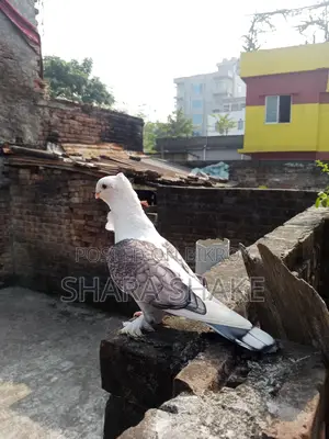 Foreign Breed Pigeons