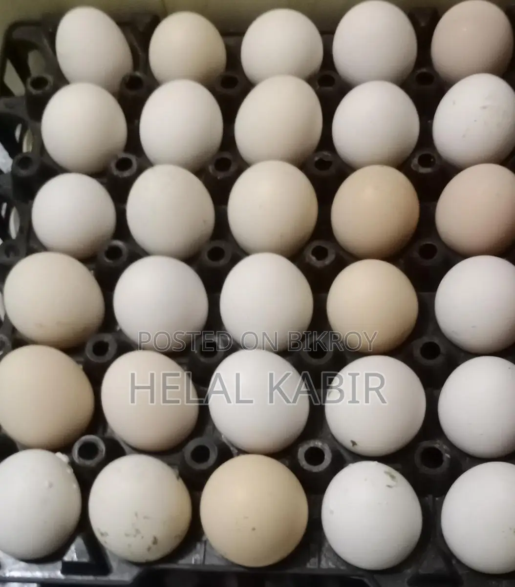 Selling Fayoumi Chicken Eggs