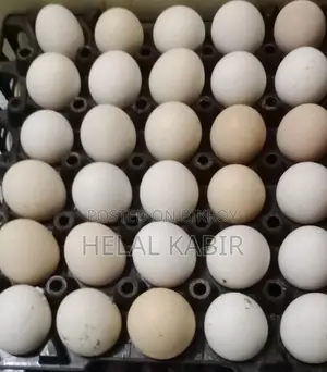 Selling Fayoumi Chicken Eggs
