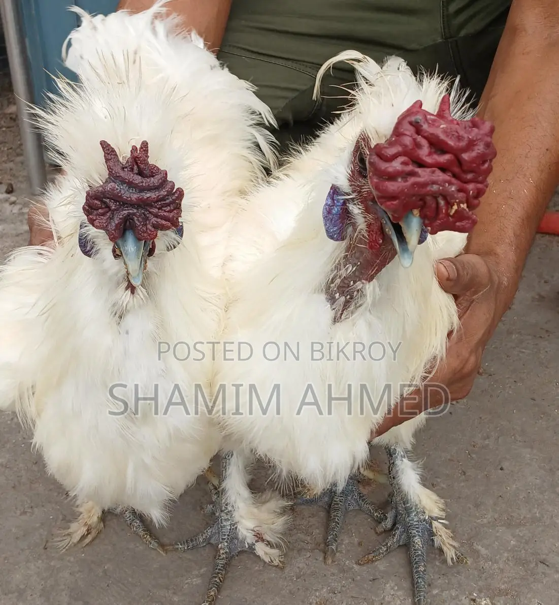 European Silkie Rooster Running