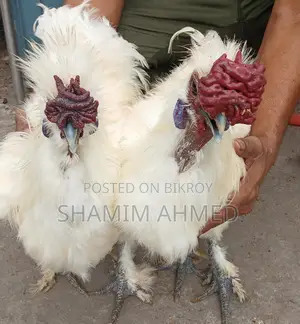 ইউরোপিয়ান সিল্কি মোরগ রানিং