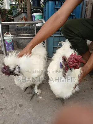 ইউরোপিয়ান সিল্কি মোরগ রানিং