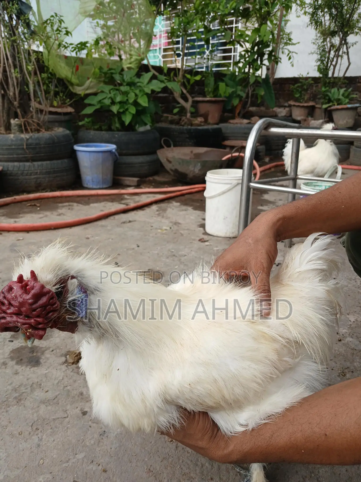 European Silkie Rooster Running