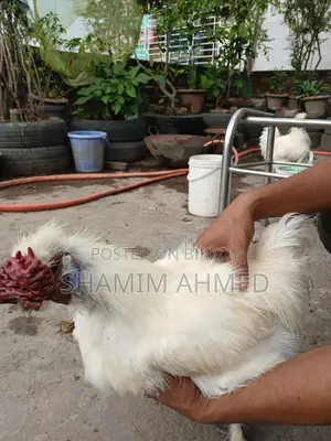 European Silkie Rooster Running
