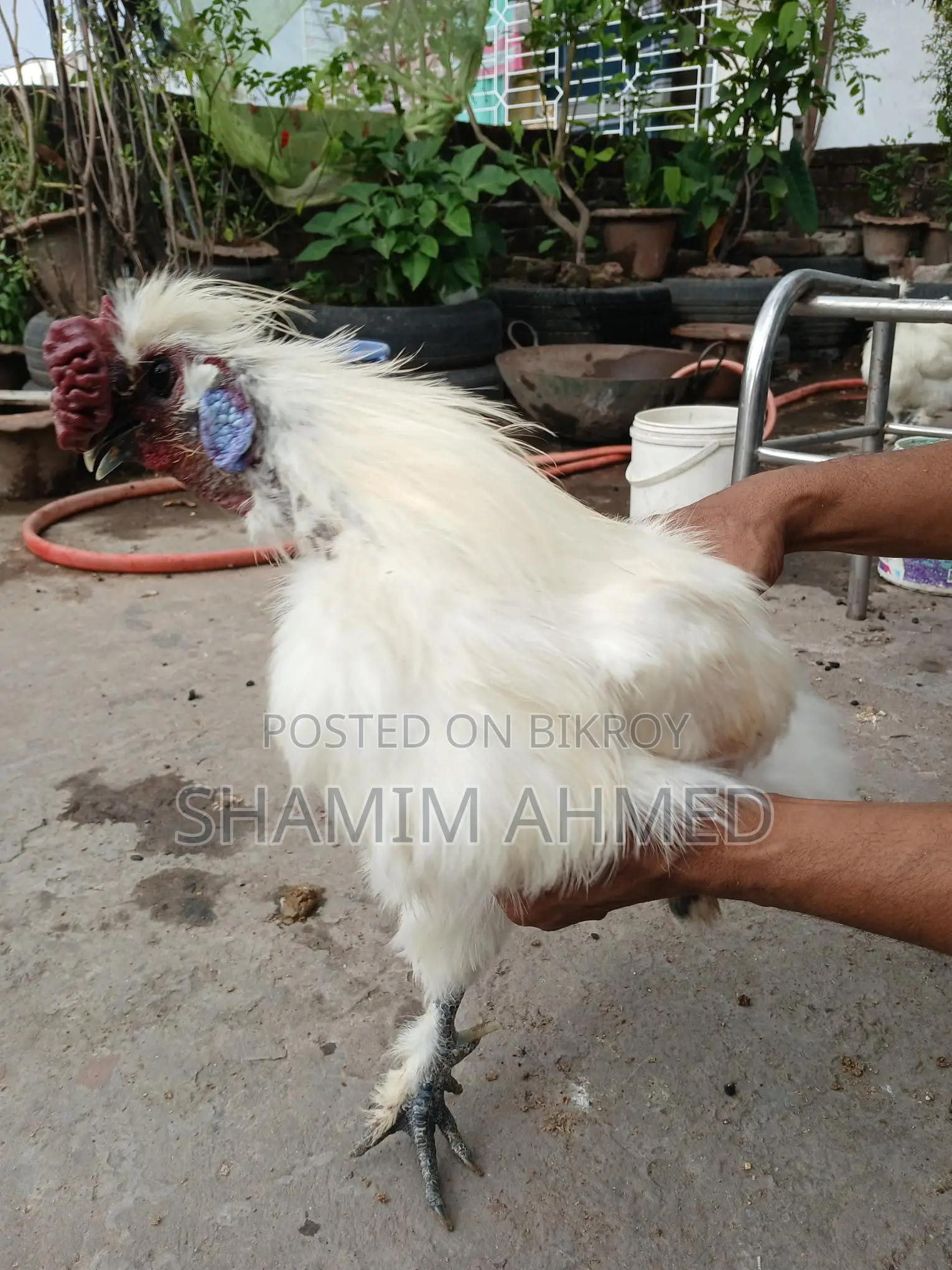 European Silkie Rooster Running