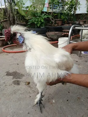 European Silkie Rooster Running