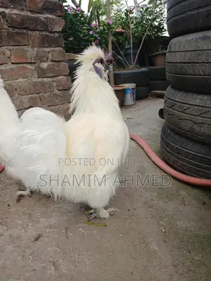 European Silkie Rooster Running