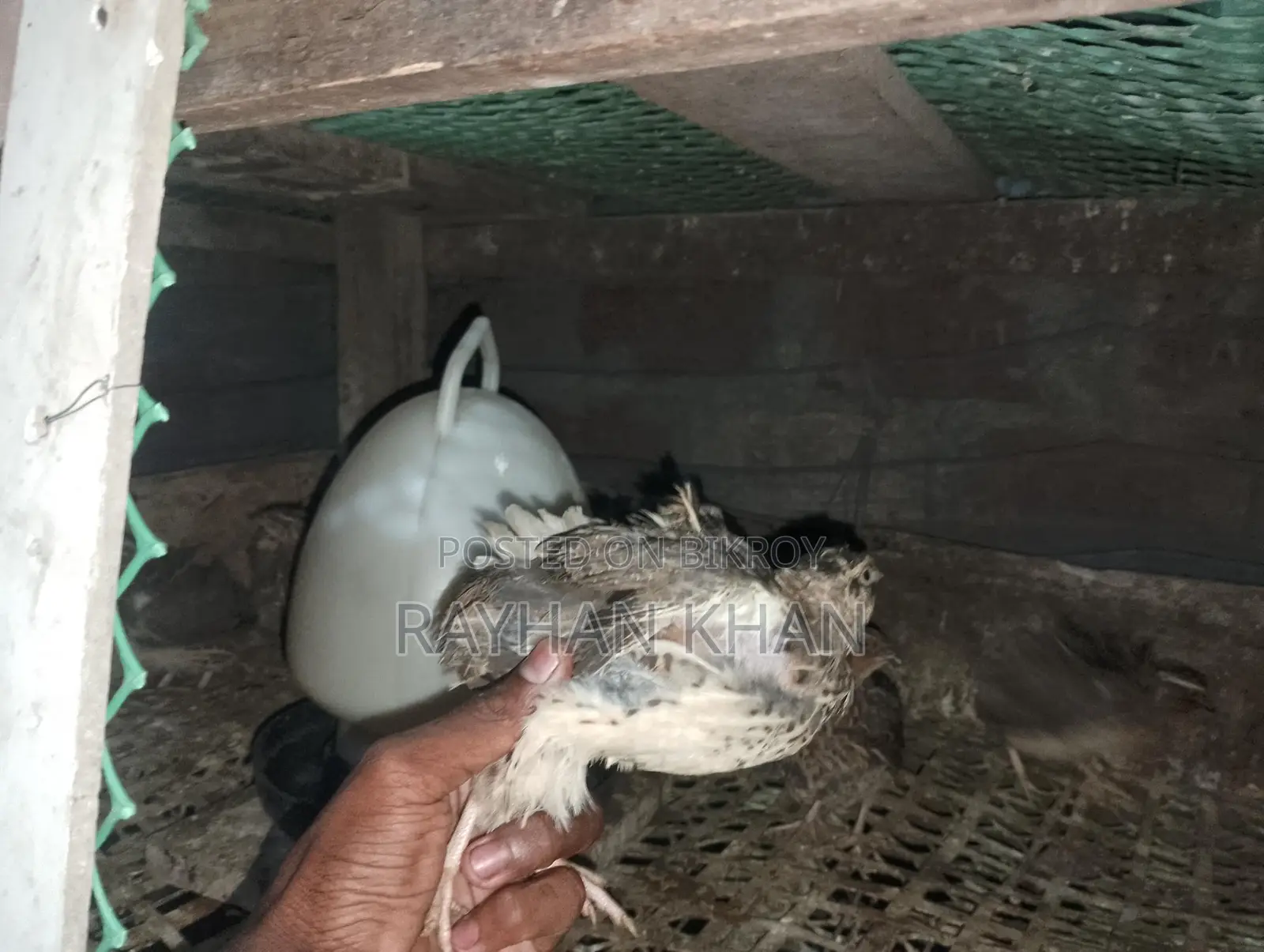 30 Quail Birds Available