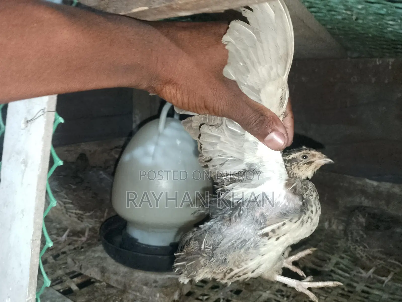 30 Quail Birds Available