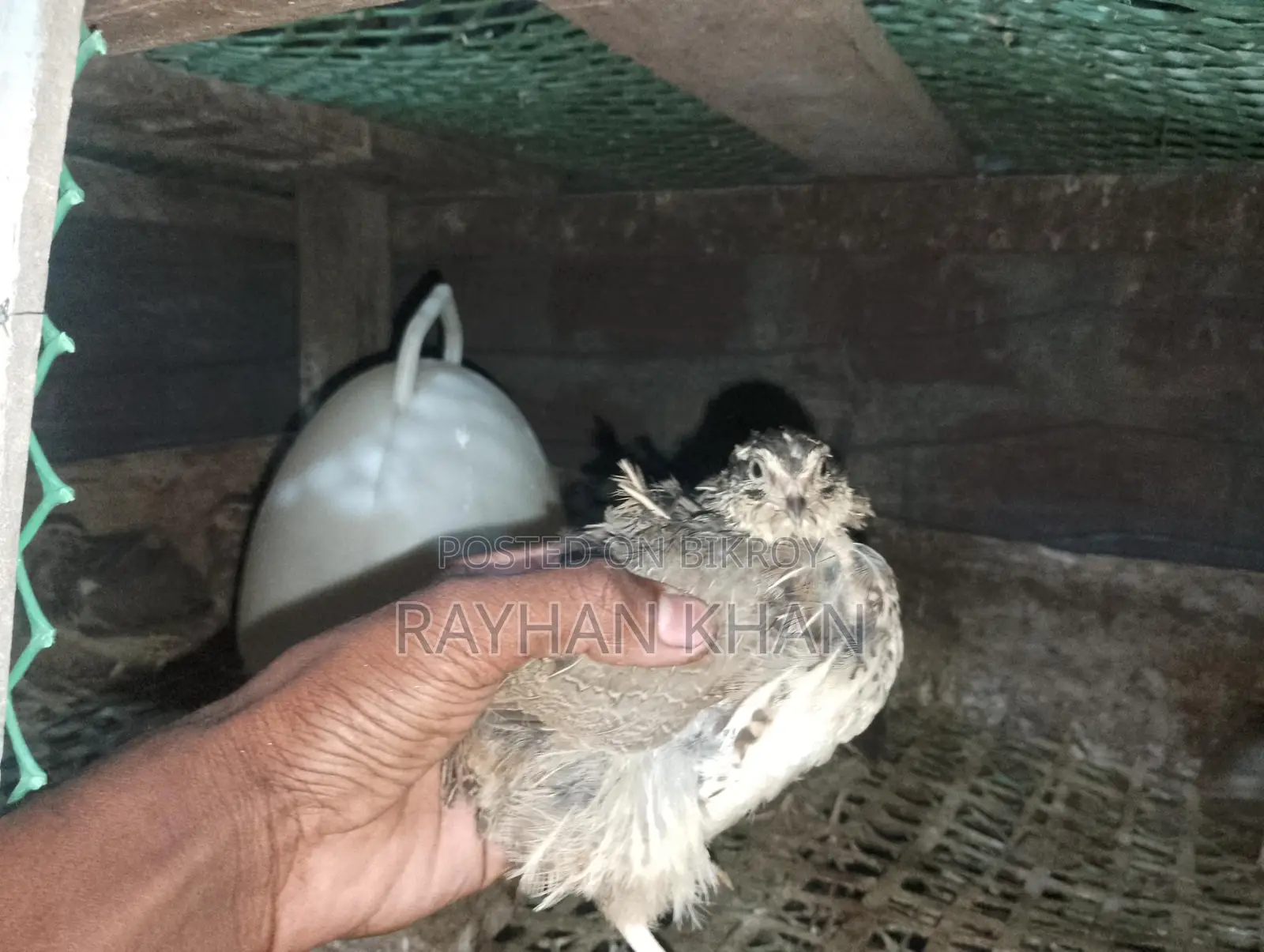 30 Quail Birds Available