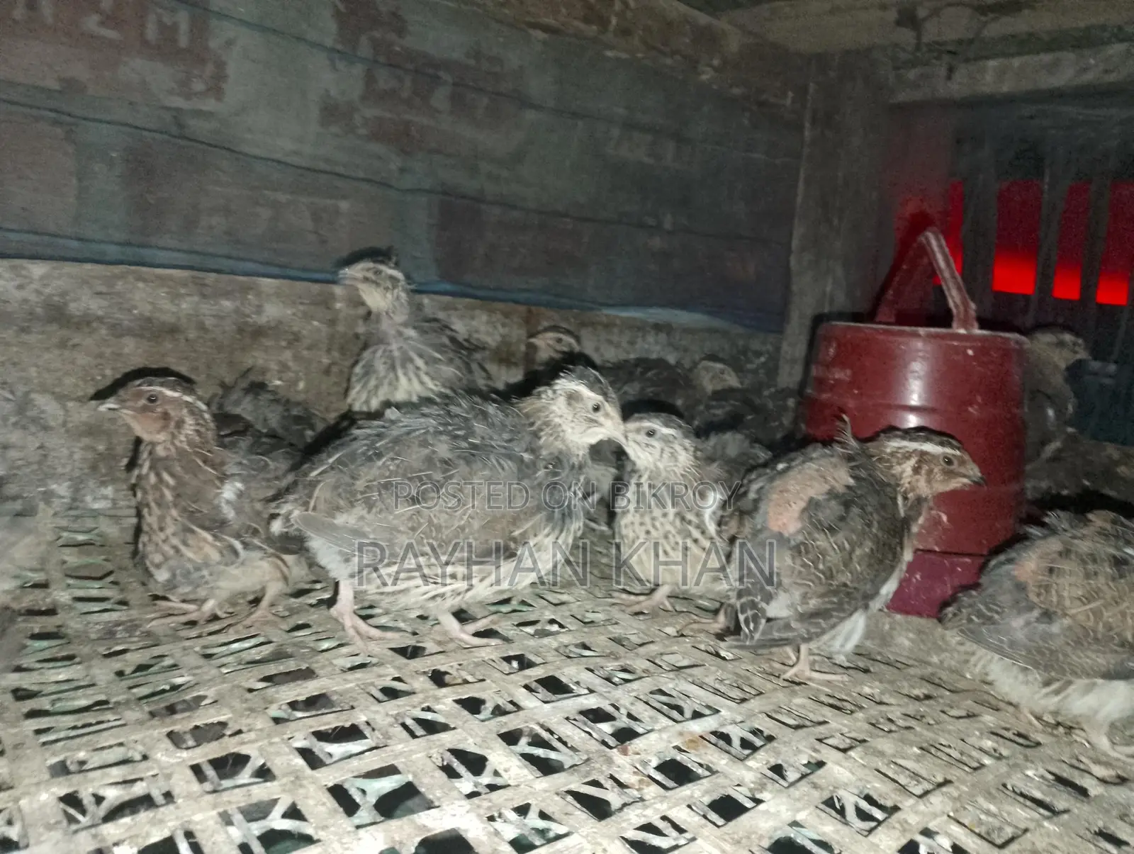 30 Quail Birds Available