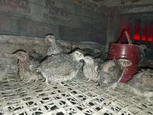 30 Quail Birds Available