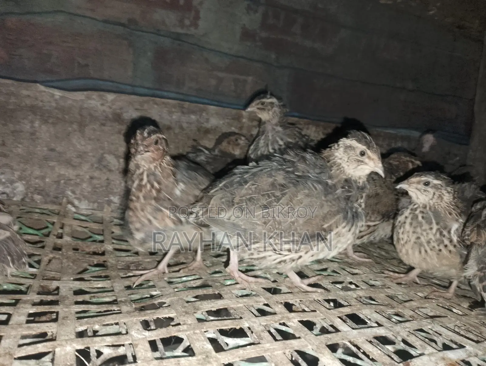 30 Quail Birds Available
