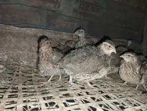 30 Quail Birds Available
