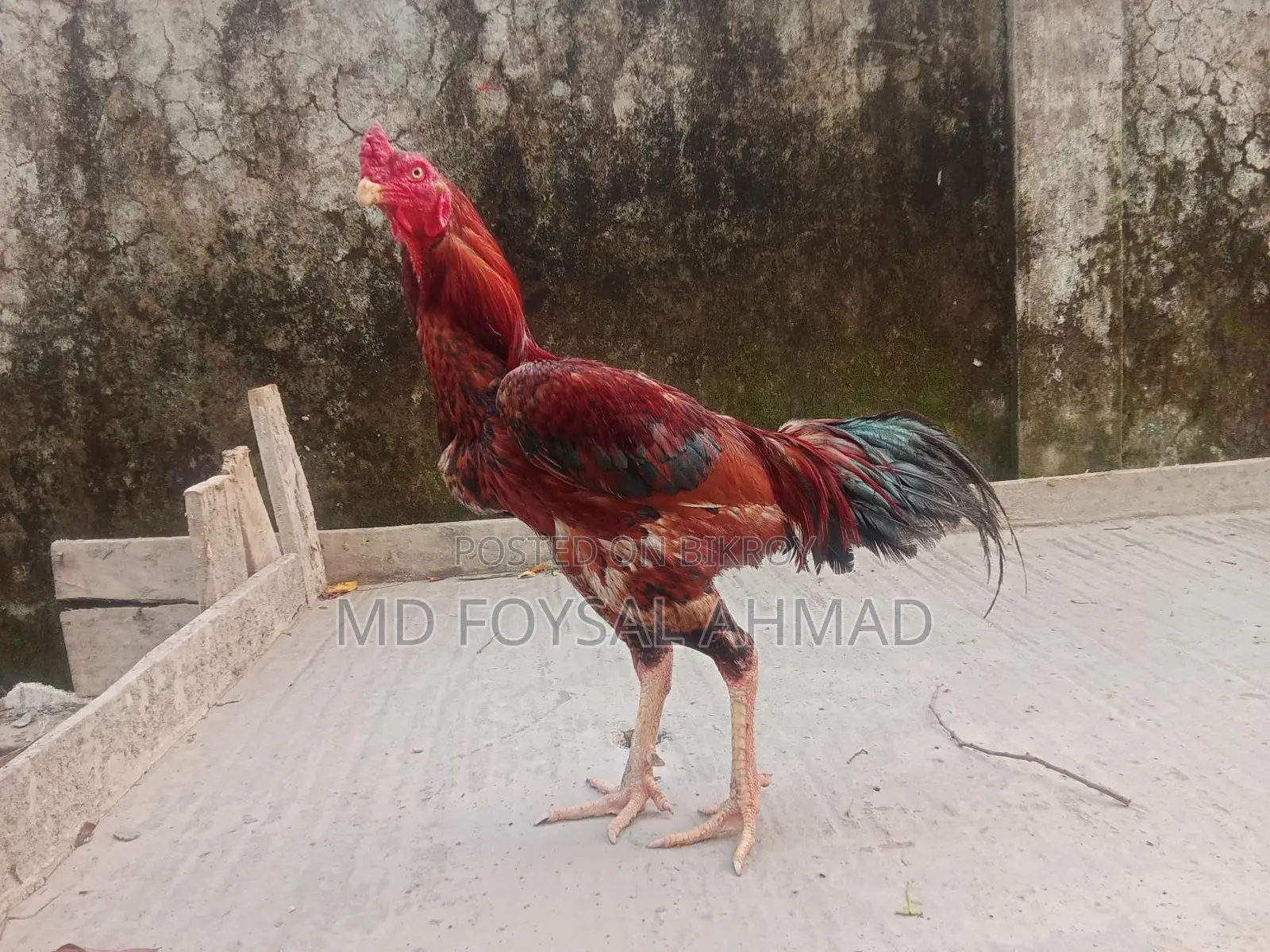 Asil Rooster