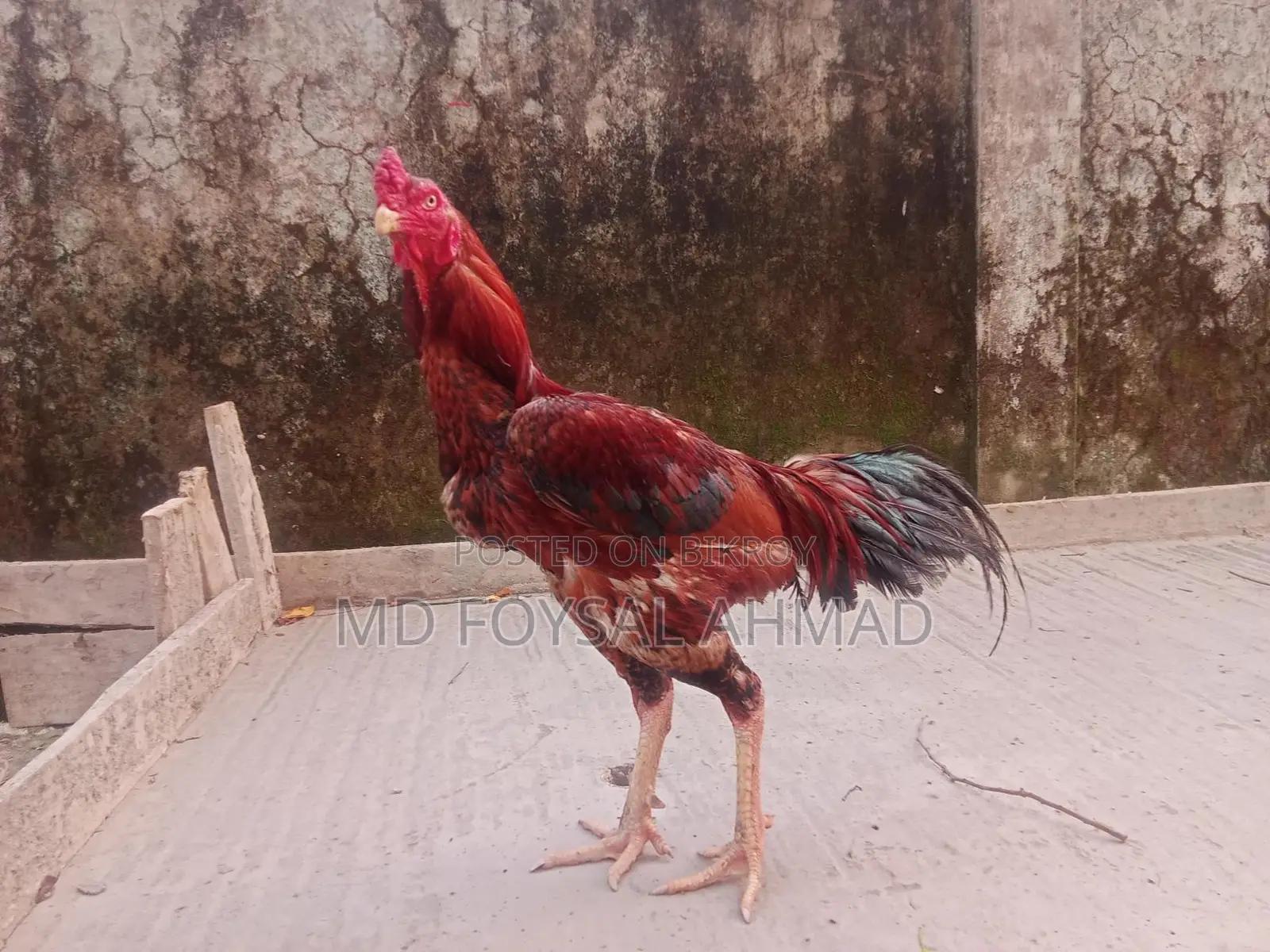 Asil Rooster
