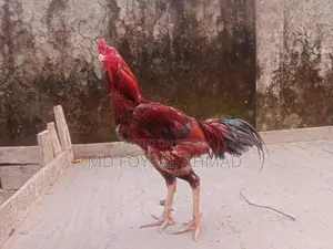 আসিল মুরগ