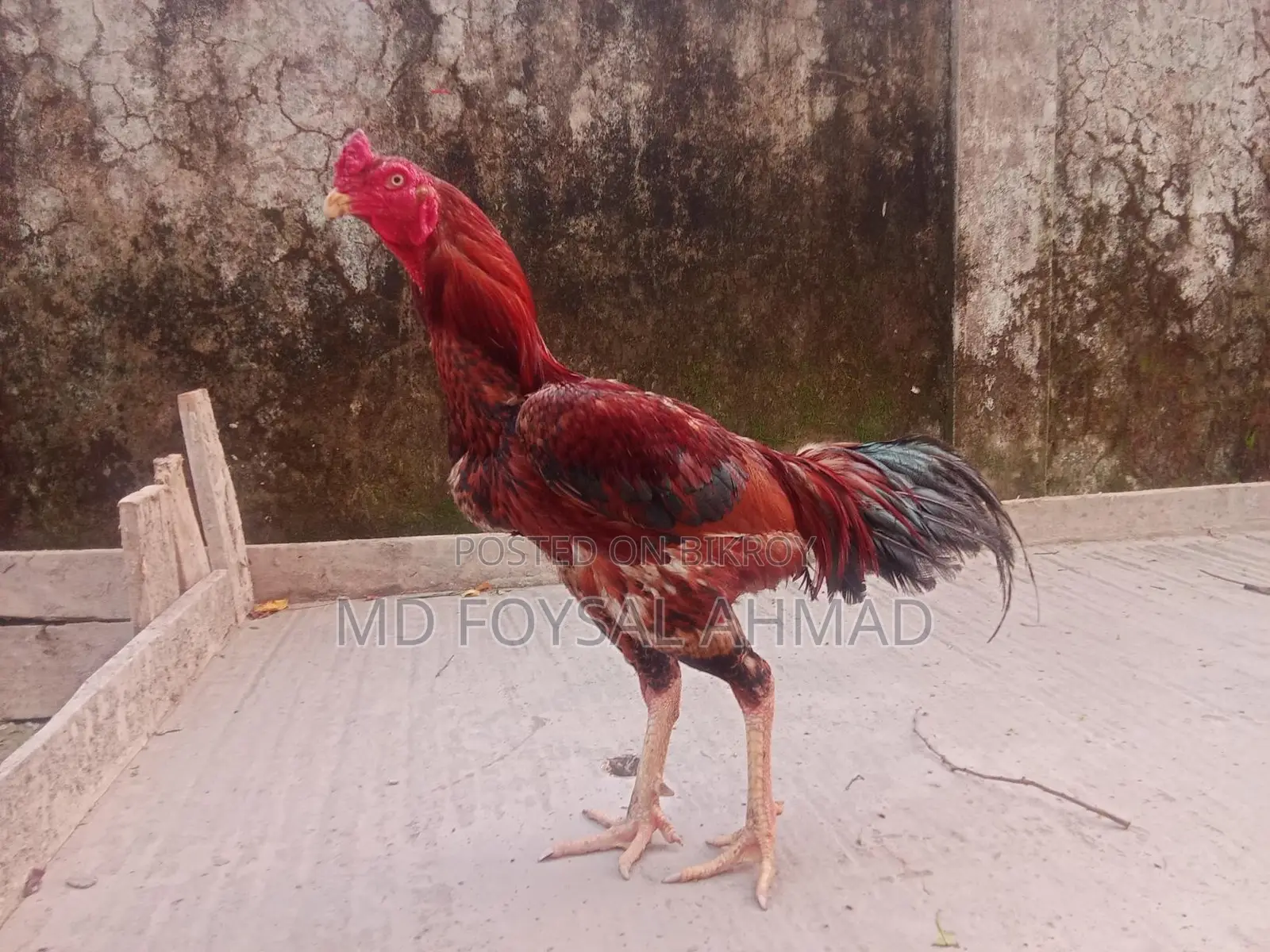 Asil Rooster