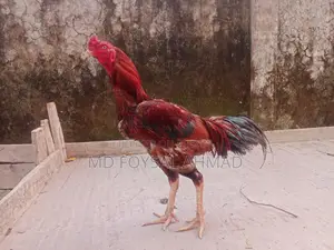Asil Rooster
