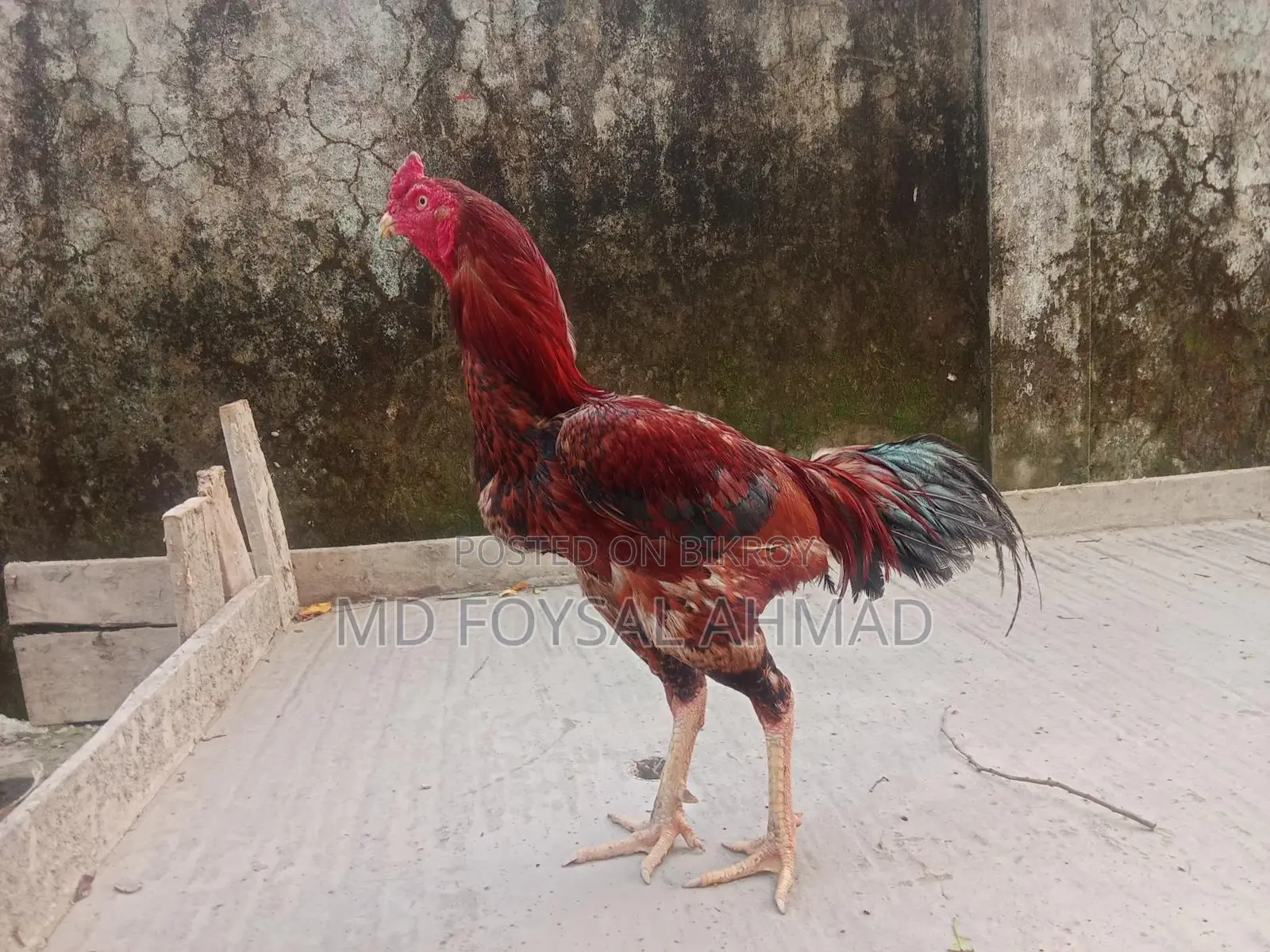 Asil Rooster