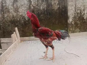 Asil Rooster
