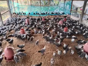 মিশরীয় ফাউমি বিক্রি হবে