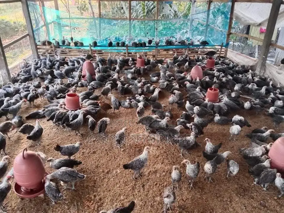 মিশরীয় ফাউমি বিক্রি হবে