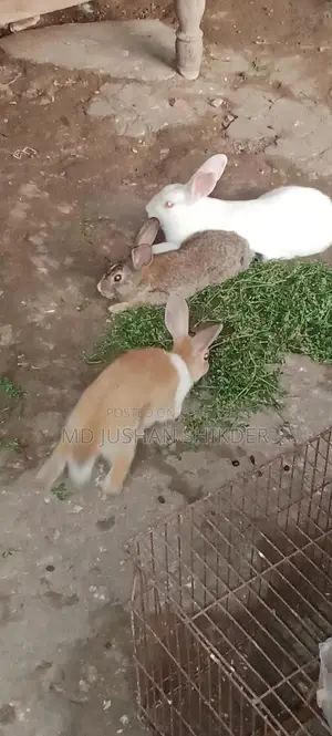 রানিং খরগোশ