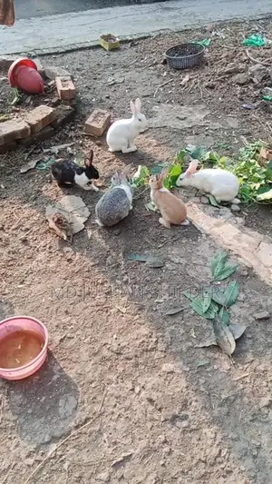 রানিং খরগোশ