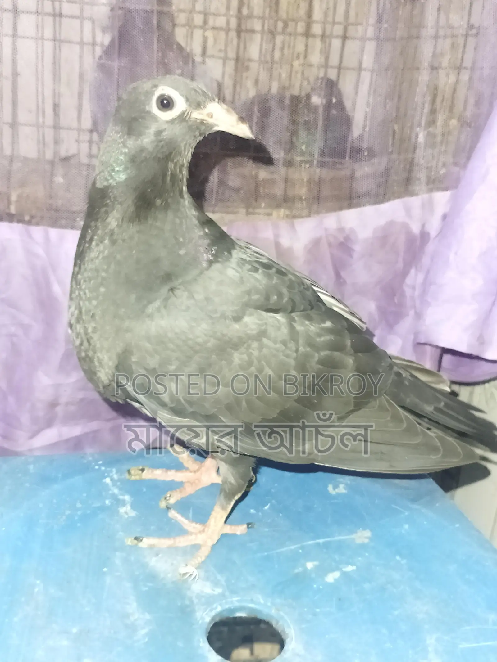 Black Diamond Original Peter Johnson Bloodline Baby Pigeon