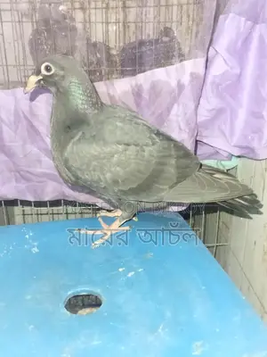 Black Diamond Original Peter Johnson Bloodline Baby Pigeon