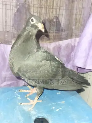 Black Diamond Original Peter Johnson Bloodline Baby Pigeon