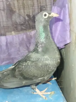 Black Diamond Original Peter Johnson Bloodline Baby Pigeon