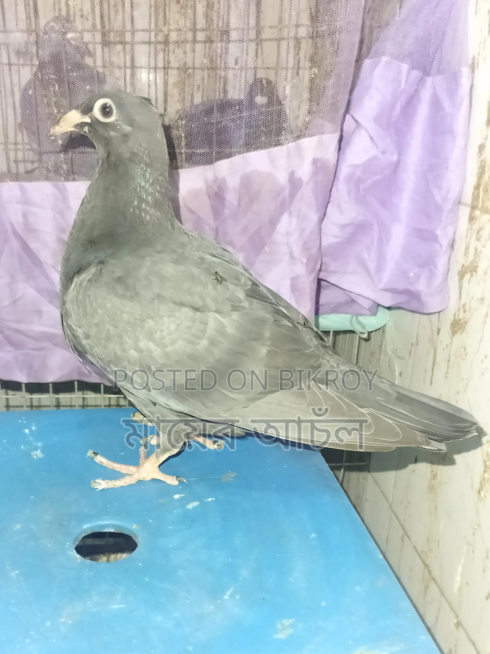 Black Diamond Original Peter Johnson Bloodline Baby Pigeon