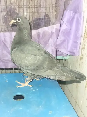 Black Diamond Original Peter Johnson Bloodline Baby Pigeon