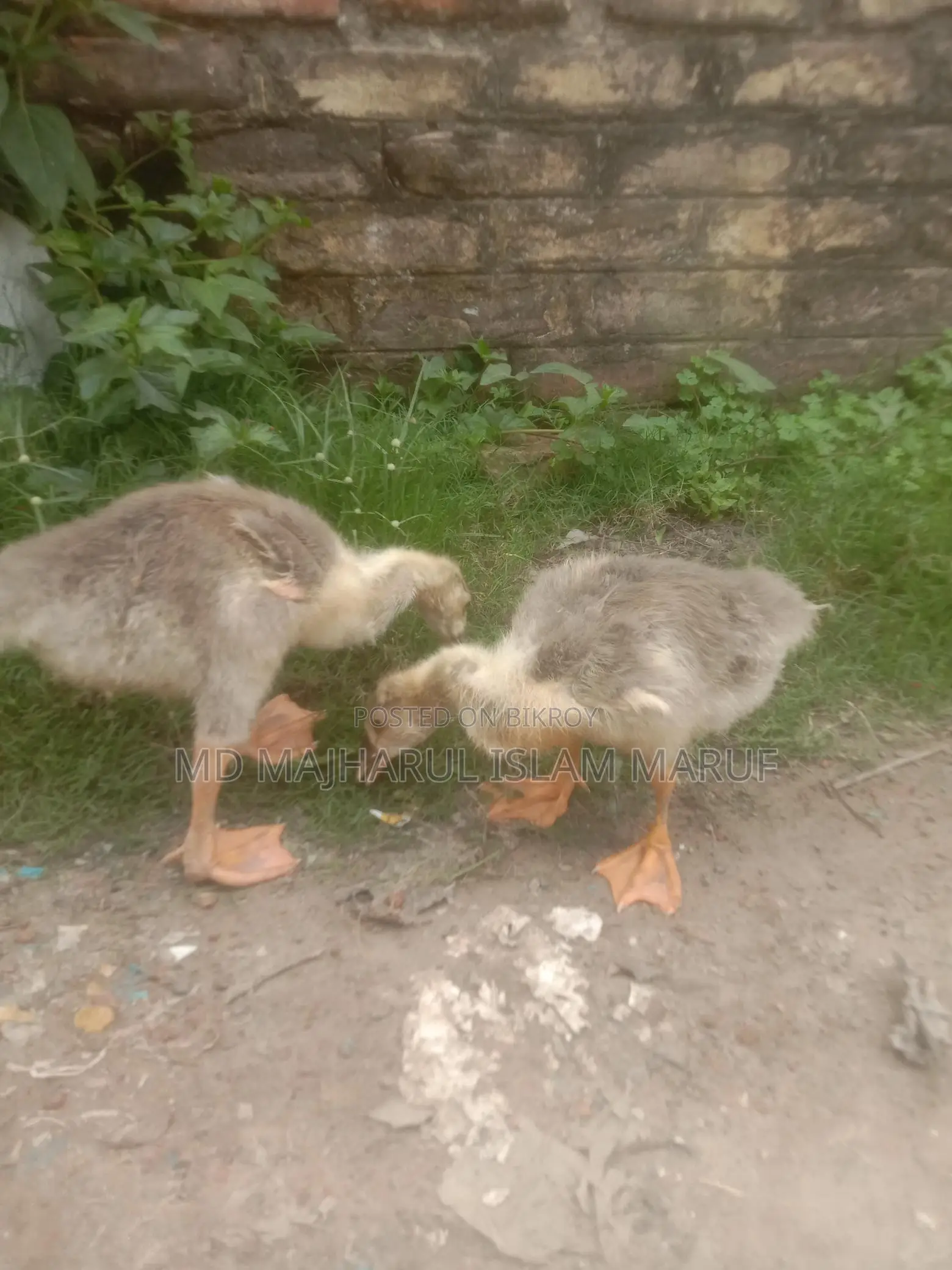 King Duck for Sale