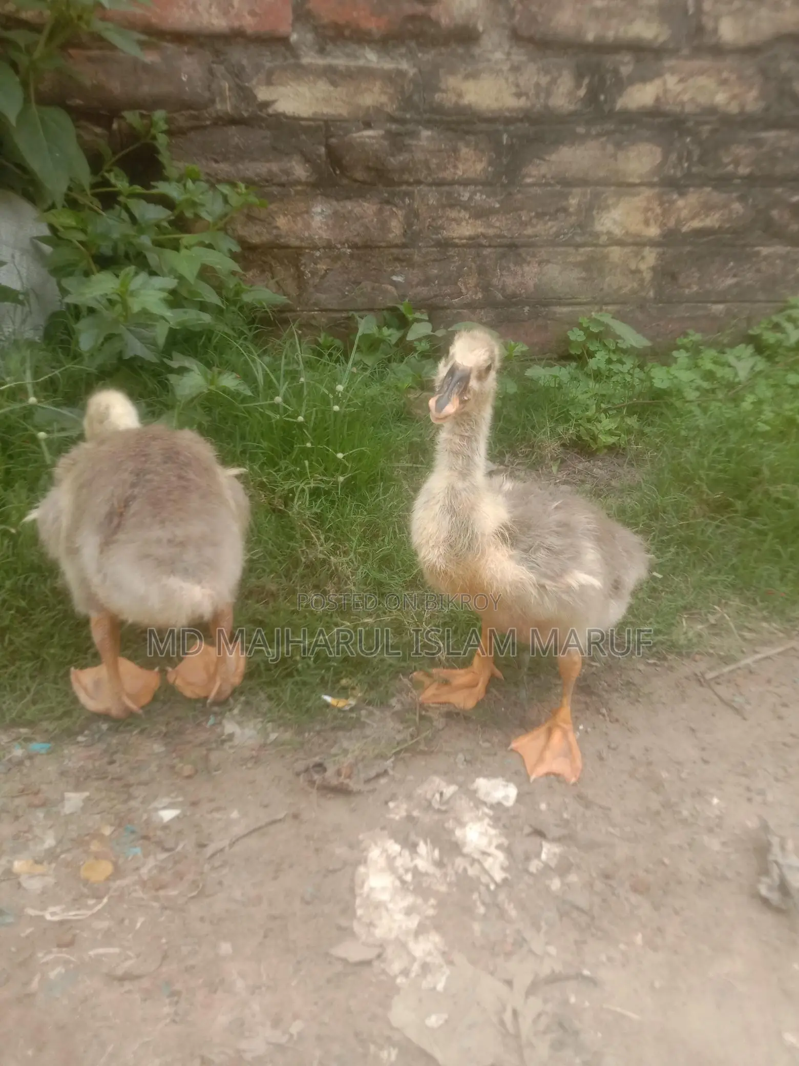 King Duck for Sale